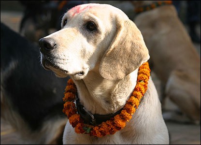 तिहारको तेस्रो दिन आज, कुकुर पूजा गरिँदै