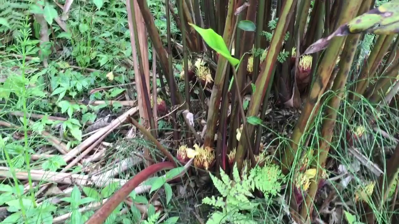 अलैचि पकेट क्षेत्रमा अलैचिको विरुवा मासिदै